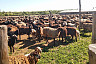 Саратовские ветеринары добирались до пастбищ на лодках